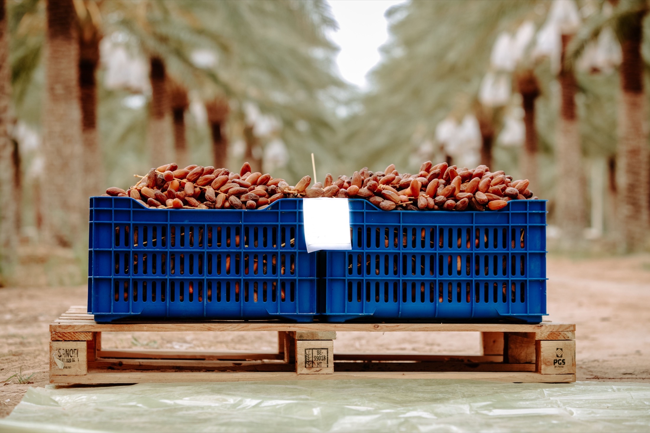 Crates of freshly harvested Deglet Nour dates in a Tozeur palm grove