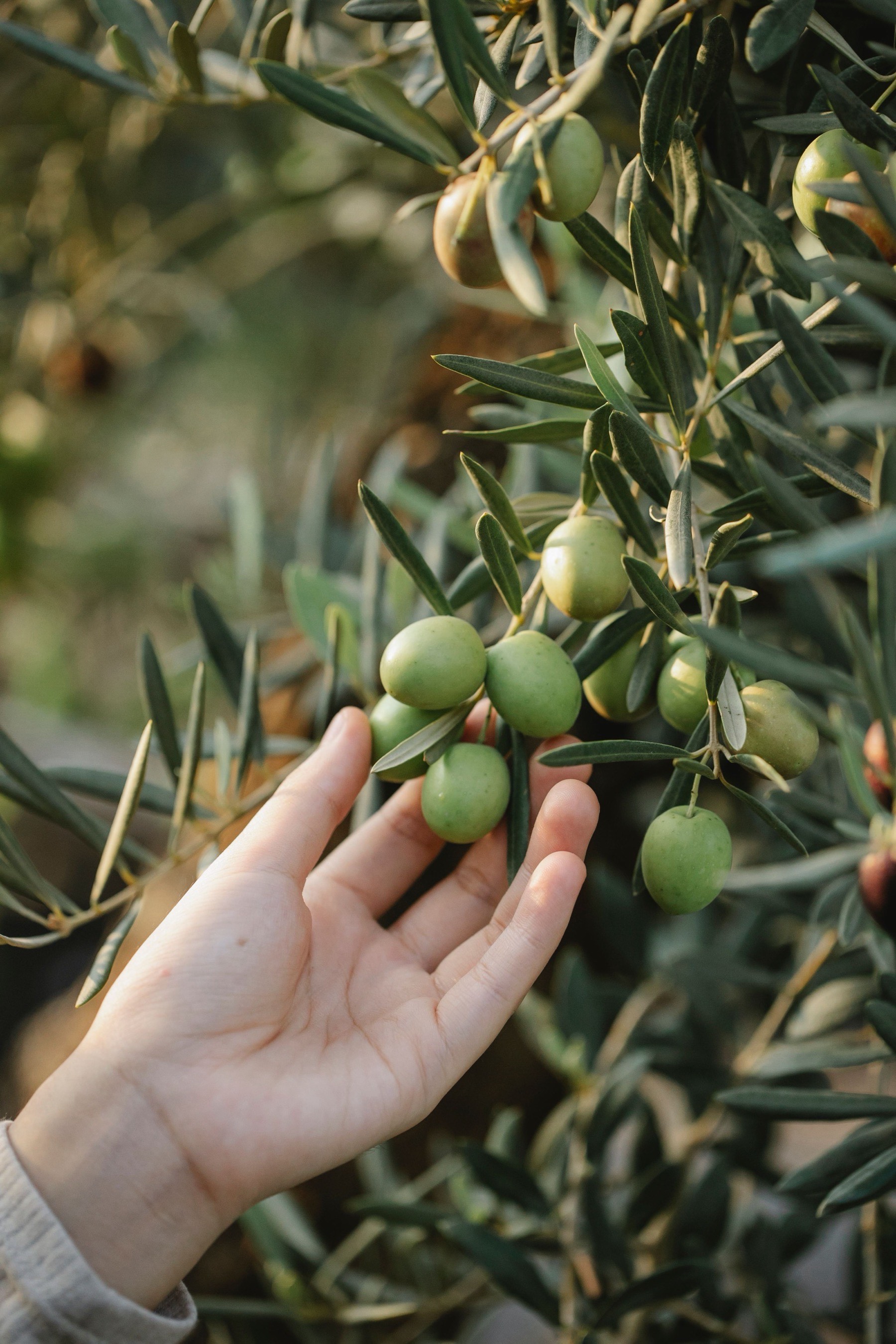 A hand reaching into an olive tree branch heavy with fresh green olives