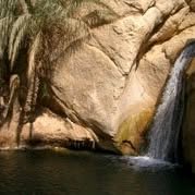 A Saharan oasis, home to Deglet Nour date palms